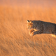 Illustration for article titled The most spectacular wild animal photos of the year